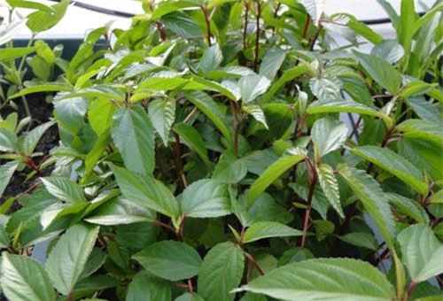 Loại rau giá rẻ bèo được bán đầy chợ, từ lá đến hạt trị được "bách bệnh"