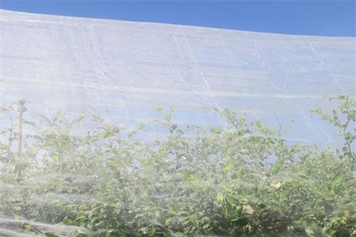 Ninh Thuận: Làm giàu nhờ trồng táo sạch bao lưới