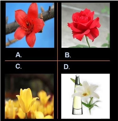 Trắc nghiệm: Lĩnh vực nghề nghiệp nào sẽ giúp bạn 'hái ra tiền'?