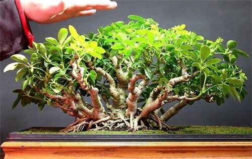 Ý nghĩa phong thủy và tác dụng sức khỏe của cây ngũ gia bì