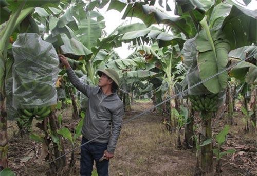 Lão nông trồng chuối kiếm 10 tỷ/năm, sắm ôtô sang chảnh thăm vườn cho tiện