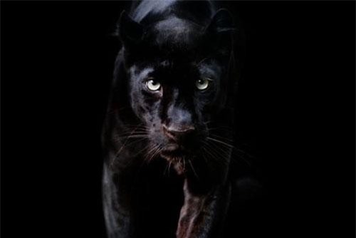 Rùng rợn giai thoại về mèo quỷ ám ảnh loài người