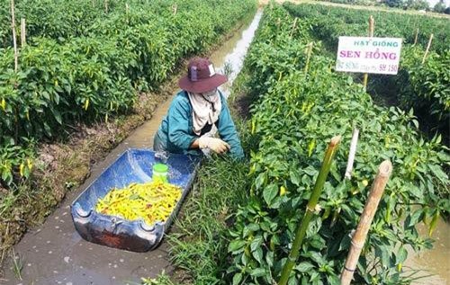 Nông dân vùng Đồng Tháp Mười "đổi đời" nhờ ớt trúng mùa, trúng giá