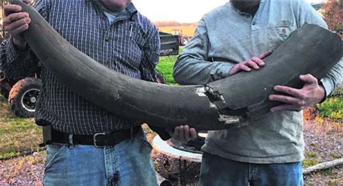 Phát hiện hóa thạch voi ma mút vạn năm tuổi nặng hơn 5 tấn ở Mỹ