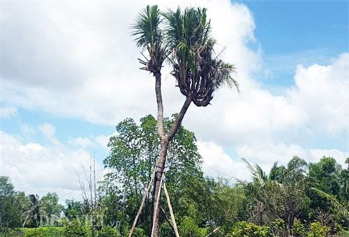 Độc nhất Cà Mau: Cây dừa 14 đọt cực lạ, trả 180 triệu đồng chưa bán