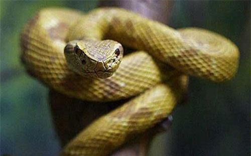 Rợn người: Rắn hổ vàng óng cực độc "tan xương nát thịt" ở đảo cấm