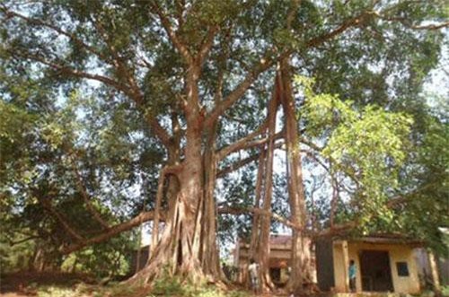 Cặp xà tinh khổng lồ dài cả mét làm “vệ sĩ” ở ngôi miếu Bình Phước