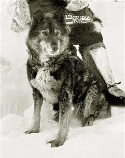 Câu chuyện có thật về 150 chú chó husky anh hùng từng cứu sống ngôi làng 10.000 người khỏi căn bệnh bạch hầu tử thần - Ảnh 3.