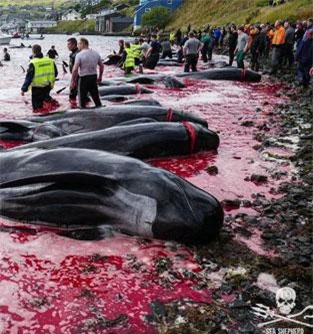 Ám ảnh cảnh cá voi mang thai bị giết hại dã man