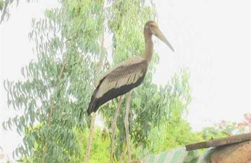 Bật mí thú vị chim Giang Sen quý hiếm ở Việt Nam