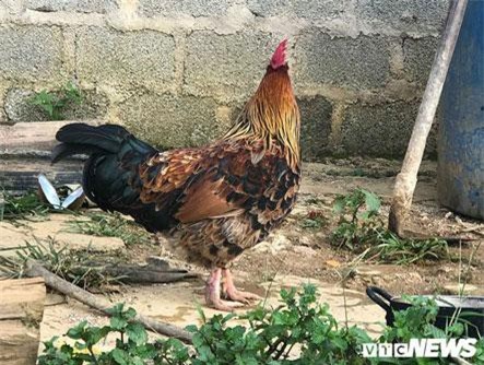 Bí ẩn lời đồn ma ám gà 9 cựa biến đổi giới tính ở Sơn La