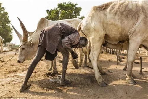 Bộ tộc Mundari ở Nam Sudan coi bò là tài sản vô cùng quý giá. Họ sử dụng những chất kháng sinh tự nhiên trong nước tiểu của loài vật này để… khử khuẩn cũng như nhuộm tóc thành màu cam.