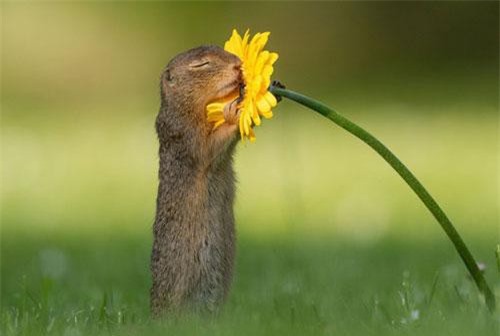 Mai phục 2 giờ với 200 bức ảnh, nhiếp ảnh gia thu về khoảnh khắc đặc biệt của chú sóc khiến mọi người đổ gục vì quá dễ thương