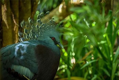 Chết mê bồ câu vương miện Victoria, đẹp tuyệt sắc