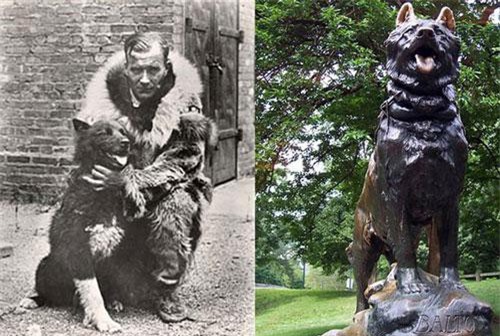 Câu chuyện có thật về 150 chú chó husky anh hùng từng cứu sống ngôi làng 10.000 người khỏi căn bệnh bạch hầu tử thần