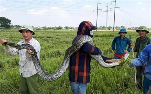 Xôn xao những vụ bắt sống mãng xà chúa, trăn "khủng" trên đất Việt