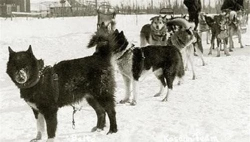 Những chú chó husky dũng cảm đã cứu sống cả một ngôi làng 10.000 người.