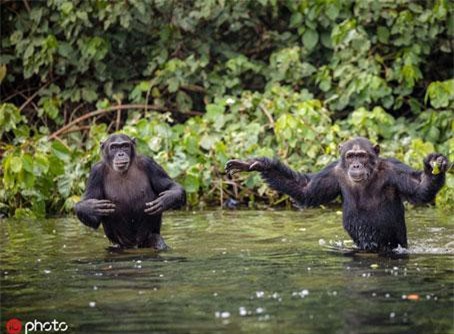 Khoảnh khắc tinh tinh đưa tay xin người gây xúc động mạnh