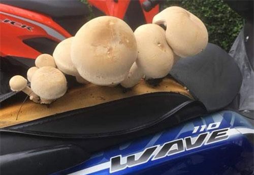 Kỳ dị nấm khổng lồ chòi ra yên xe máy