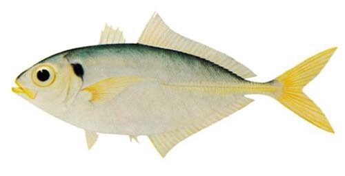 "Soi" loài cá say có nhiều ở vùng biển Việt Nam