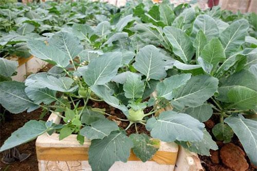 Tháng 9, phủ xanh sân thượng những loại rau này đảm bảo hái mỏi tay không hết