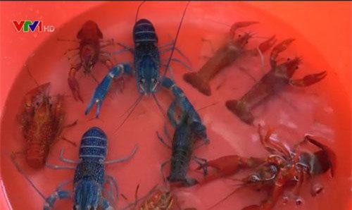 Phát hiện trang trại nuôi tôm nguy hại quy mô hàng nghìn m2