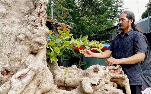 "Cụ" cây rùa cổ tuổi hơn 10 đời người hiếm có khó tìm ở An Giang