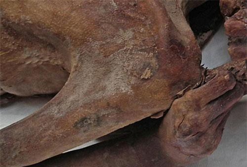 Xác ướp 5.200 năm tuổi có hình xăm quyền lực, cổ nhất thế giới