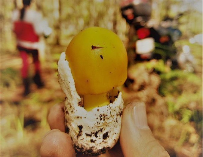 Tam "độc" đặc sản nấm ở Đà Lạt, loại cực hiếm ngỡ như cái trứng non