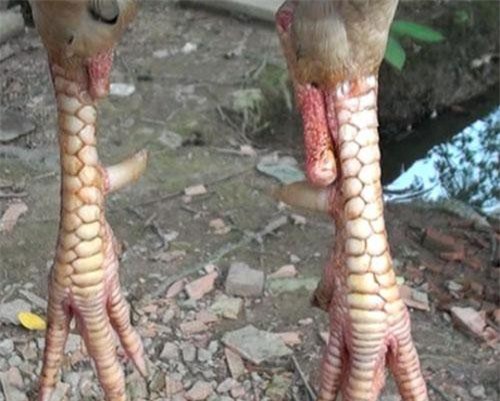 Gà trống bướm 4 chân hung hãn ở Cần Thơ
