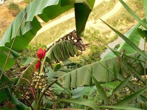 Những công dụng hữu ích của chuối hột 