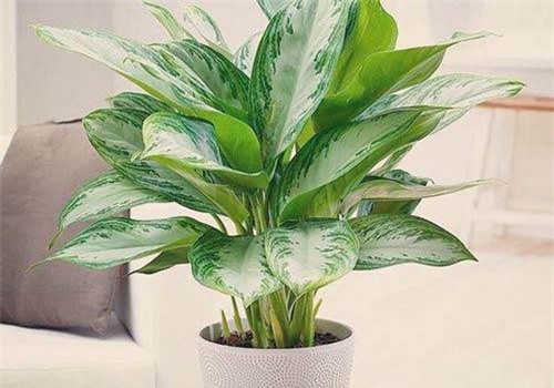 Cây ngọc ngân tác dụng và ý nghĩa tiền bạc rủng rỉnh