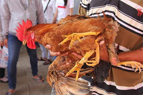 Chuyện khó tin có thật: Clip cận cảnh gà trống 4 chân, 2 hậu môn