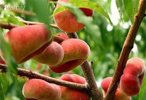 Tác dụng bất ngờ của quả đào đối với sức khỏe không phải ai cũng biết