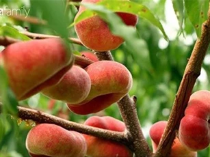 Tác dụng bất ngờ của quả đào đối với sức khỏe không phải ai cũng biết