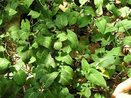 Tác dụng của hà thủ ô và cách dùng đơn giản để 'xanh tóc, đỏ da', kéo dài tuổi thọ