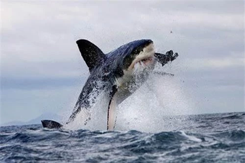 Vịnh False là địa điểm săn mồi yêu thích trước đây của cá mập trắng.