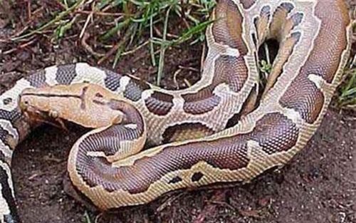 Bí ẩn loài rắn "sát thủ" khổng lồ "Nưa 9 lỗ mũi" cực độc ở Việt Nam
