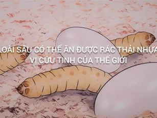 Loài sâu ăn nhựa cứu tinh cho rác thải nhựa toàn cầu