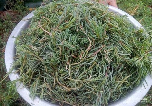 Khám phá bất ngờ rau nhót “lộc trời” có ở Nghệ An