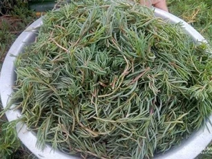 Khám phá bất ngờ rau nhót “lộc trời” có ở Nghệ An