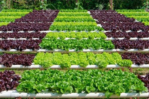 Nông nghiệp hữu cơ gặp khó trong sản xuất và tiêu thụ