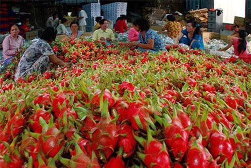 Thị trường Trung Quốc bấp bênh, nhiều trái cây Việt Nam điêu đứng