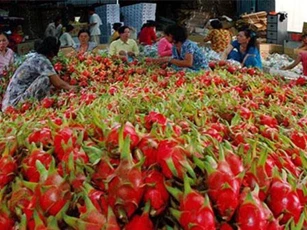Thị trường Trung Quốc bấp bênh, nhiều trái cây Việt Nam điêu đứng