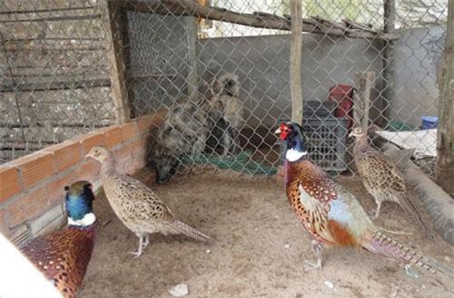 Trang Trại Chim Trĩ Thành Công