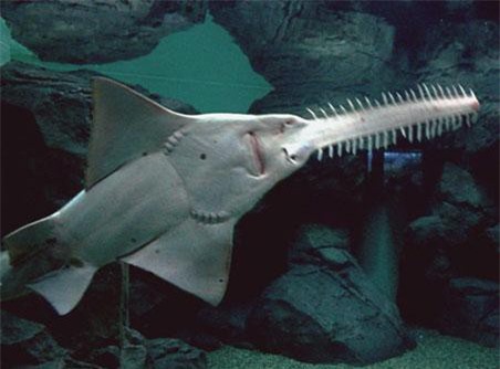 Loài cá kỳ lạ trang bị vũ khí khủng của Việt Nam