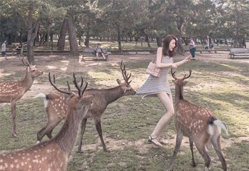 Cô gái diện váy ngắn cho hươu ăn, con vật bỗng hành động "sốc"