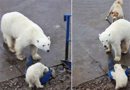 Quá đói, mẹ con gấu Bắc cực cướp thức ăn của chó