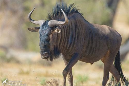 Linh dương làm điều không tưởng trước vòng vây của 8 sư tử