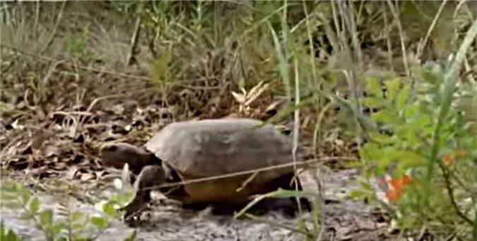 Những khám phá thật sự tuyệt vời về loài rùa - Hình 7 Nhung kham pha that su tuyet voi ve loai rua-Hinh-7